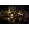 PONTEC PONDOSOLAR LED SET 3