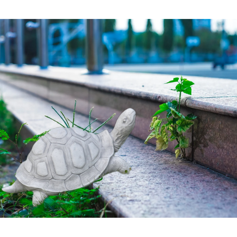 PETITE TORTUE
